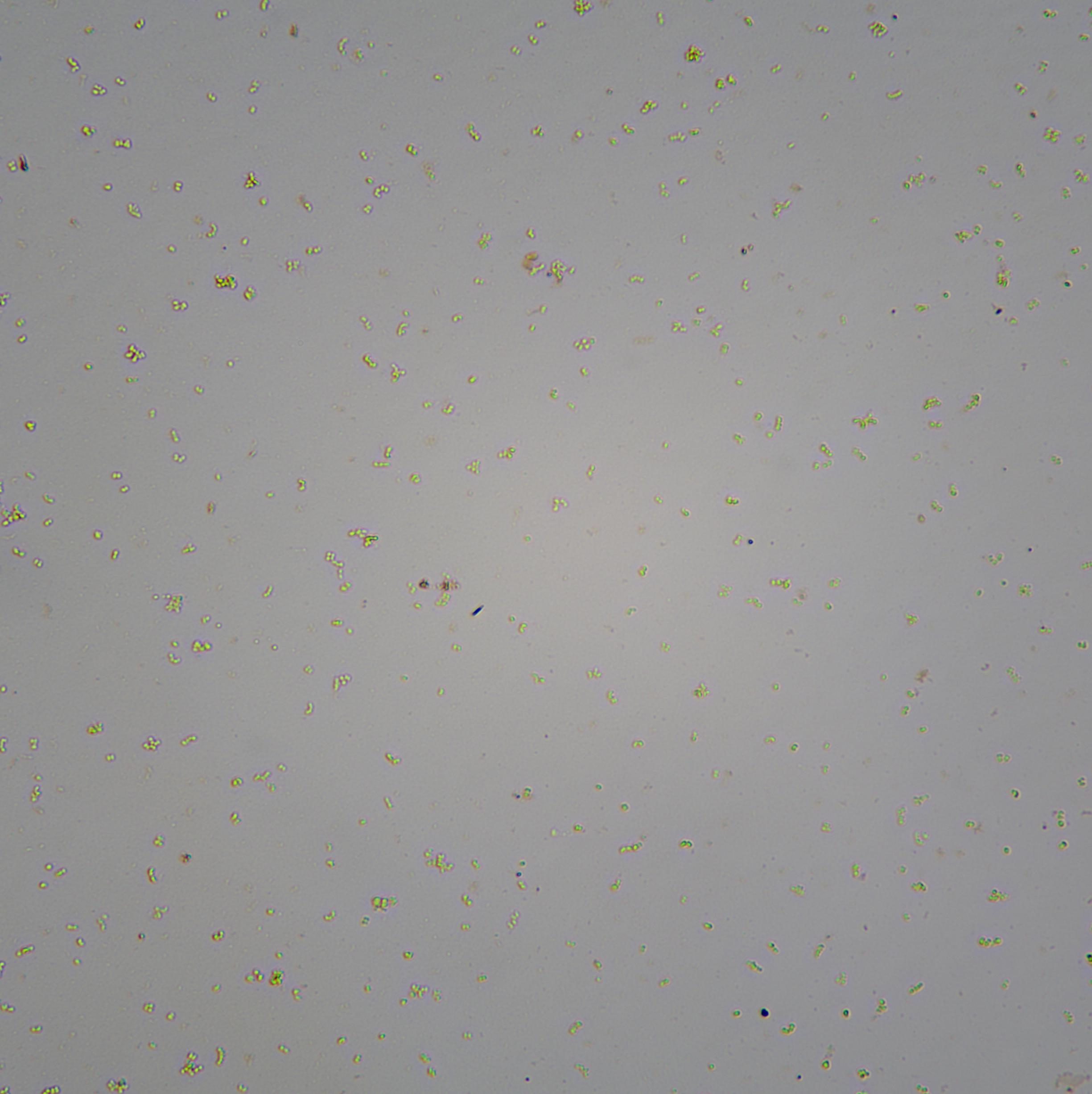 微生物細胞計數